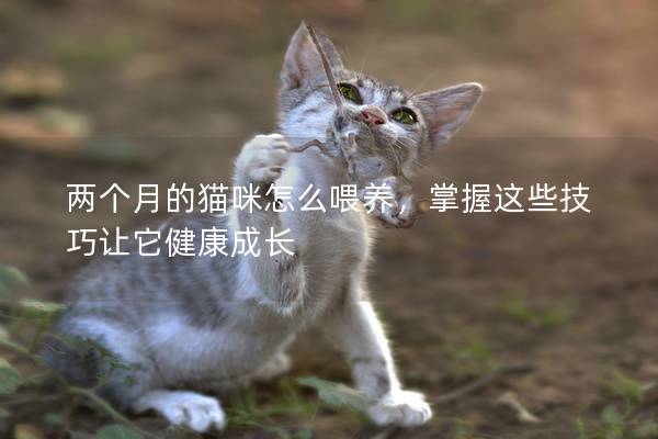 两个月的猫咪怎么喂养，掌握这些技巧让它健康成长