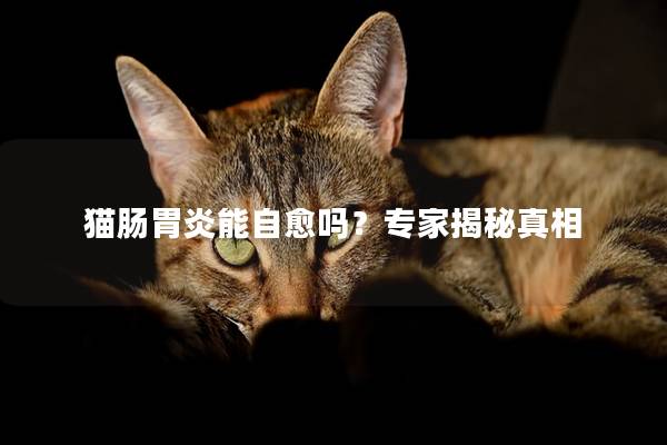 猫肠胃炎能自愈吗？专家揭秘真相