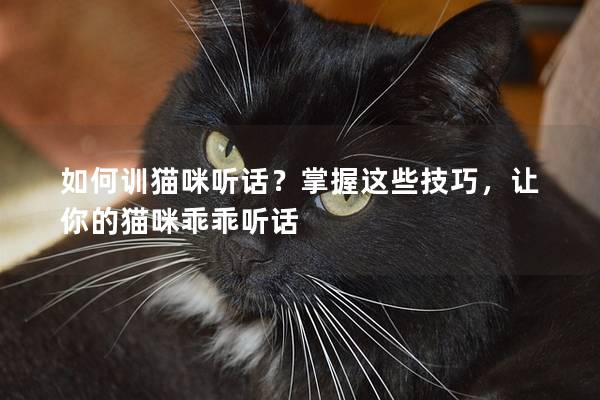 如何训猫咪听话？掌握这些技巧，让你的猫咪乖乖听话