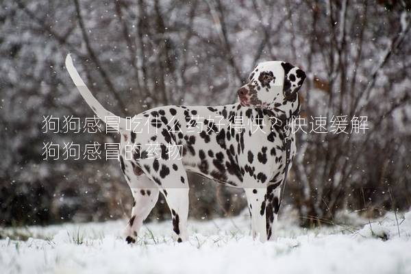 狗狗感冒吃什么药好得快？快速缓解狗狗感冒的药物