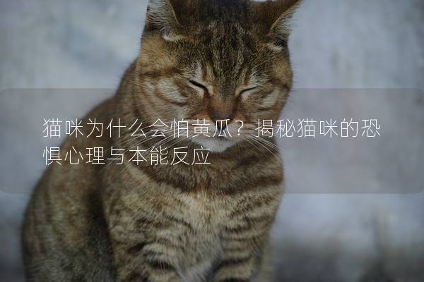 猫咪为什么会怕黄瓜？揭秘猫咪的恐惧心理与本能反应