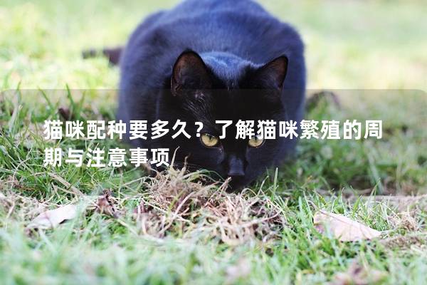 猫咪配种要多久？了解猫咪繁殖的周期与注意事项