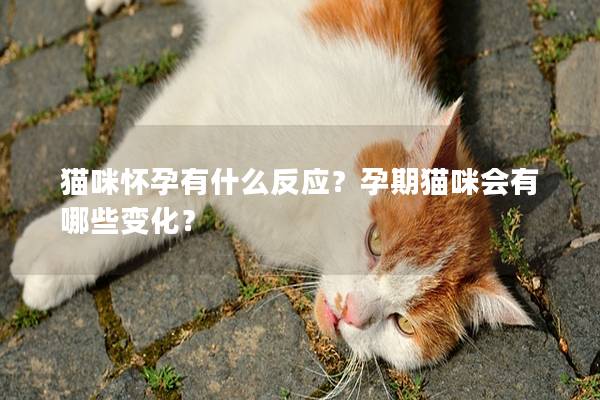 猫咪怀孕有什么反应？孕期猫咪会有哪些变化？