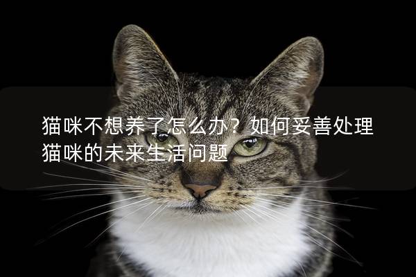 猫咪不想养了怎么办？如何妥善处理猫咪的未来生活问题