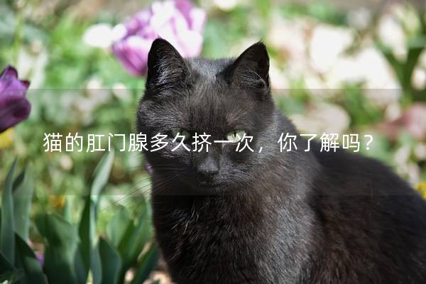 猫的肛门腺多久挤一次，你了解吗？