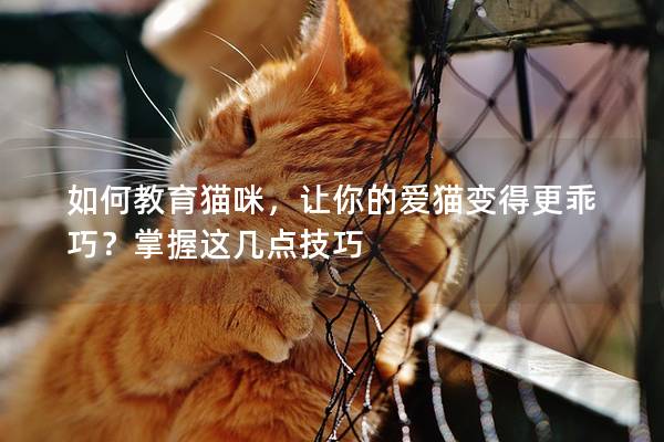 如何教育猫咪，让你的爱猫变得更乖巧？掌握这几点技巧