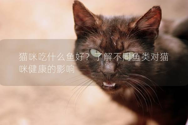 猫咪吃什么鱼好？了解不同鱼类对猫咪健康的影响