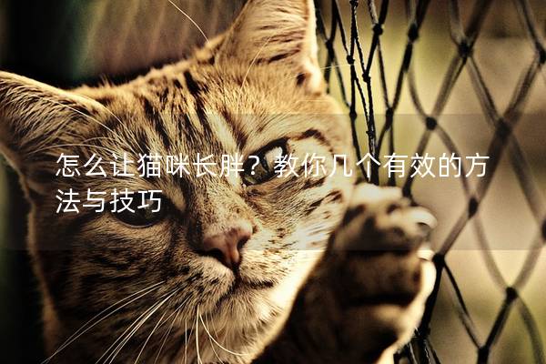 怎么让猫咪长胖？教你几个有效的方法与技巧