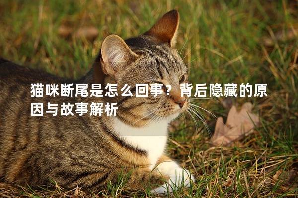 猫咪断尾是怎么回事？背后隐藏的原因与故事解析