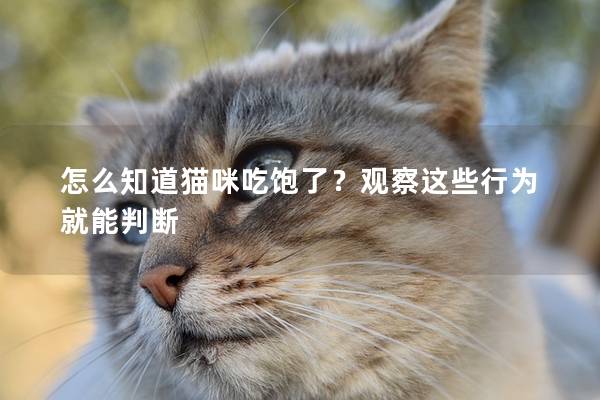 怎么知道猫咪吃饱了？观察这些行为就能判断