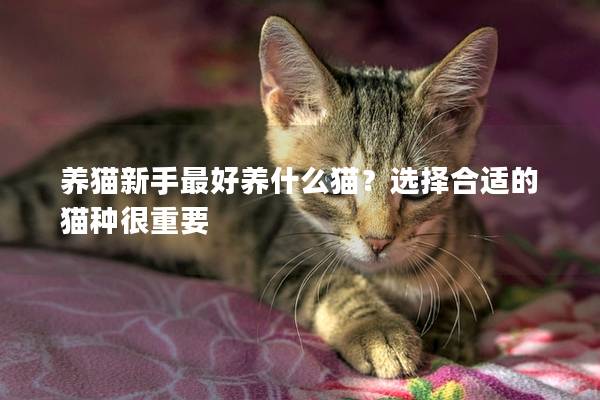 养猫新手最好养什么猫？选择合适的猫种很重要