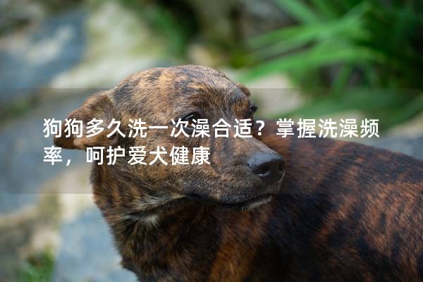 狗狗多久洗一次澡合适？掌握洗澡频率，呵护爱犬健康