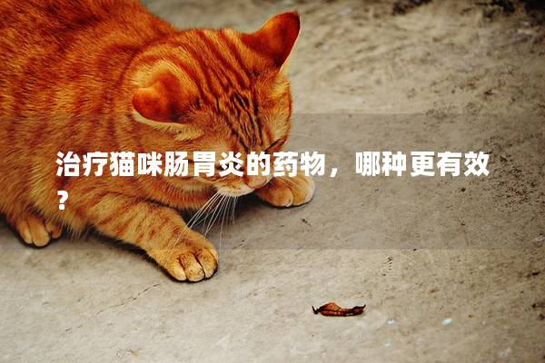 治疗猫咪肠胃炎的药物，哪种更有效？