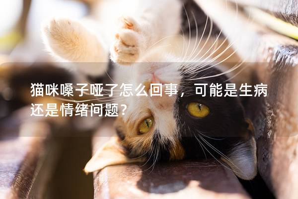 猫咪嗓子哑了怎么回事，可能是生病还是情绪问题？