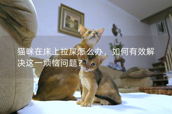 猫咪在床上拉屎怎么办，如何有效解决这一烦恼问题？