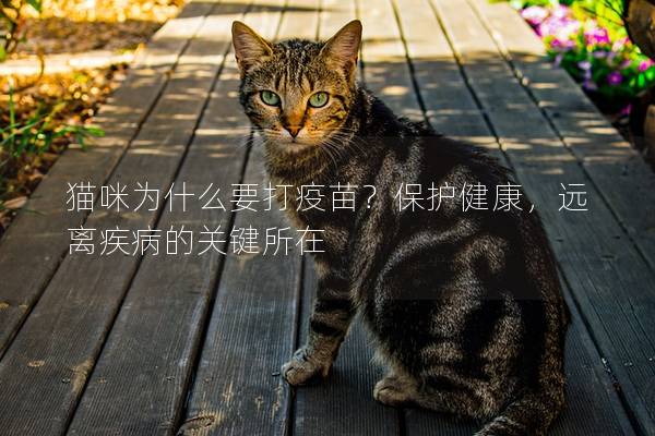 猫咪为什么要打疫苗？保护健康，远离疾病的关键所在