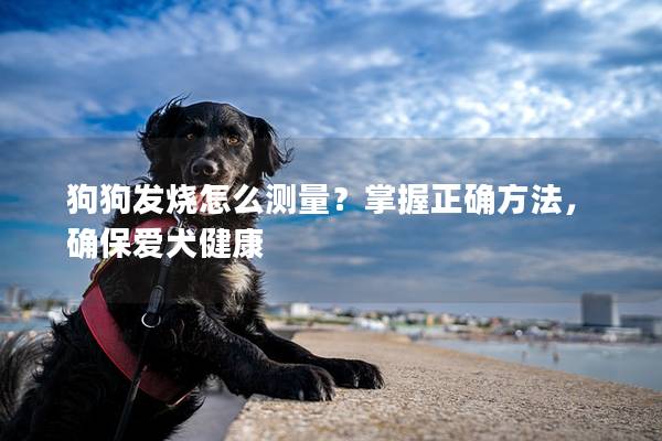 狗狗发烧怎么测量？掌握正确方法，确保爱犬健康