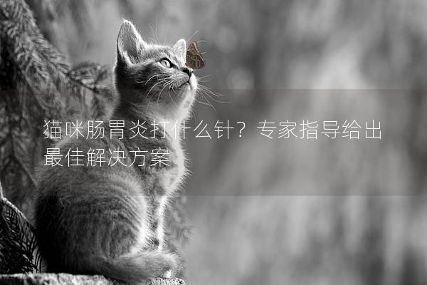 猫咪肠胃炎打什么针？专家指导给出最佳解决方案