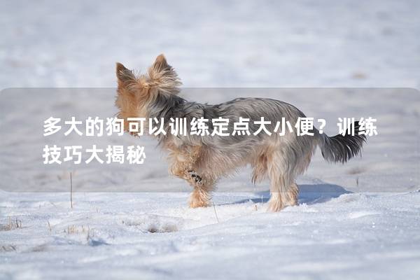 多大的狗可以训练定点大小便？训练技巧大揭秘