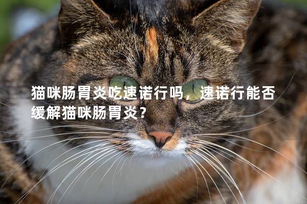 猫咪肠胃炎吃速诺行吗，速诺行能否缓解猫咪肠胃炎？