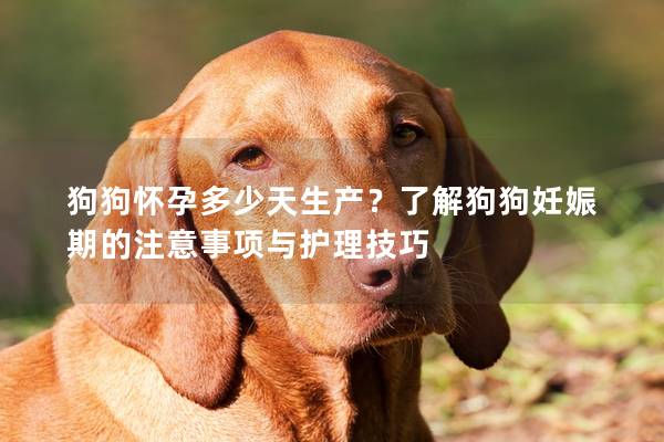 狗狗怀孕多少天生产？了解狗狗妊娠期的注意事项与护理技巧