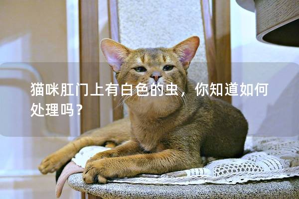 猫咪肛门上有白色的虫，你知道如何处理吗？