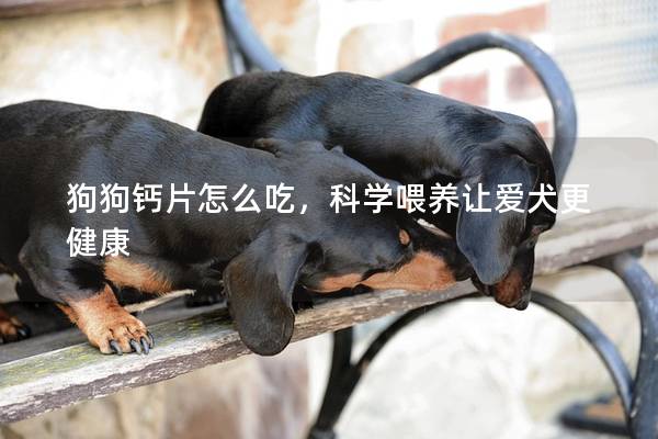 狗狗钙片怎么吃，科学喂养让爱犬更健康