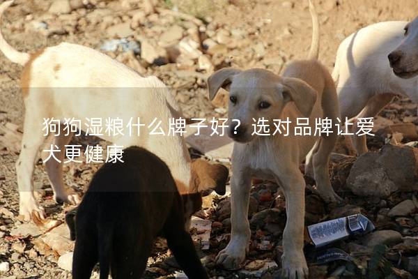 狗狗湿粮什么牌子好？选对品牌让爱犬更健康