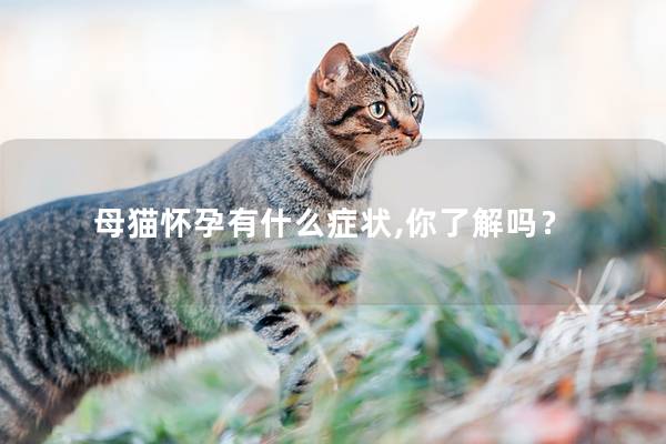 母猫怀孕有什么症状,你了解吗？