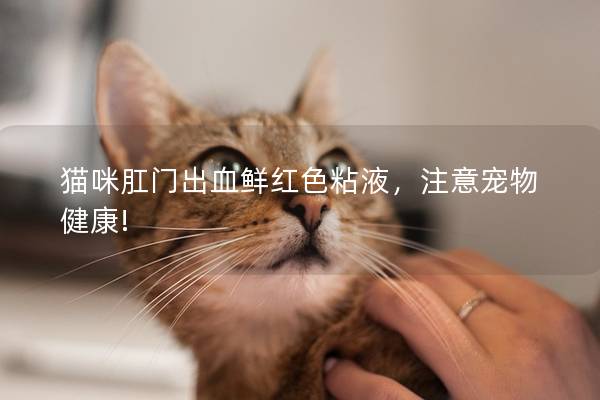 猫咪肛门出血鲜红色粘液，注意宠物健康!