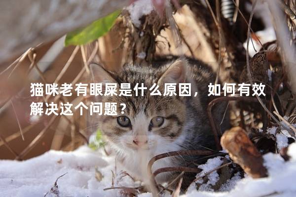 猫咪老有眼屎是什么原因，如何有效解决这个问题？