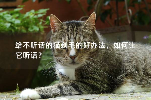 给不听话的猫剃毛的好办法，如何让它听话？