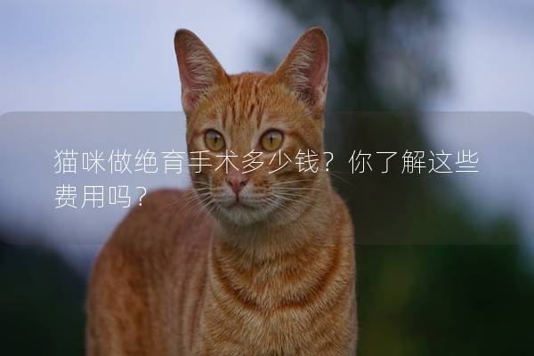 猫咪做绝育手术多少钱？你了解这些费用吗？