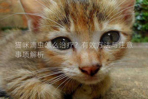 猫咪滴虫怎么治疗？有效方法与注意事项解析