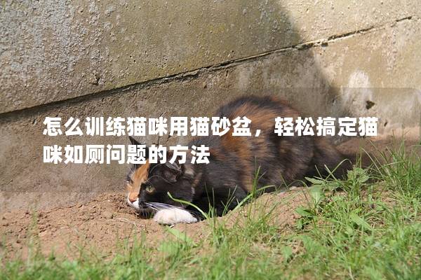 怎么训练猫咪用猫砂盆，轻松搞定猫咪如厕问题的方法