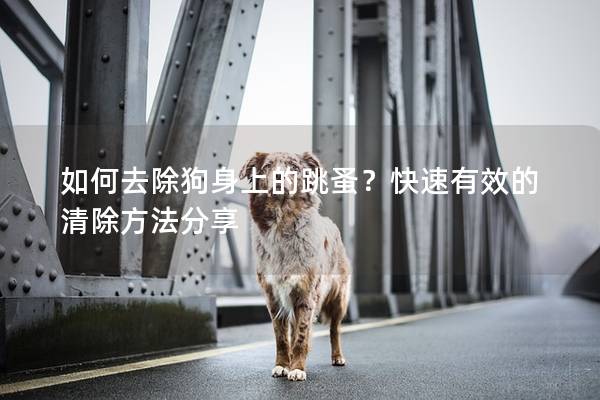 如何去除狗身上的跳蚤？快速有效的清除方法分享