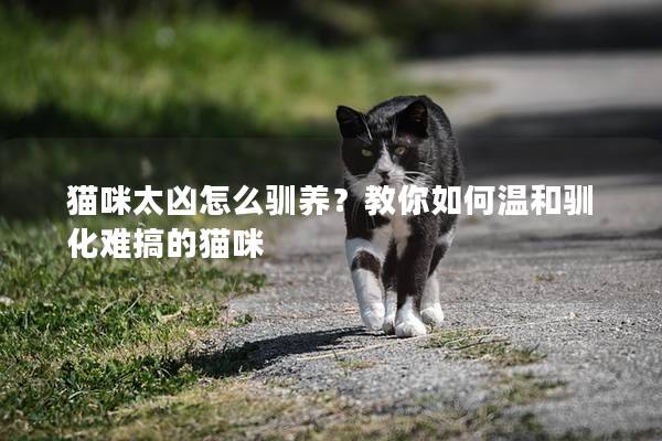 猫咪太凶怎么驯养？教你如何温和驯化难搞的猫咪