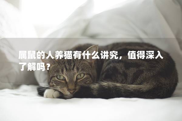 属鼠的人养猫有什么讲究，值得深入了解吗？