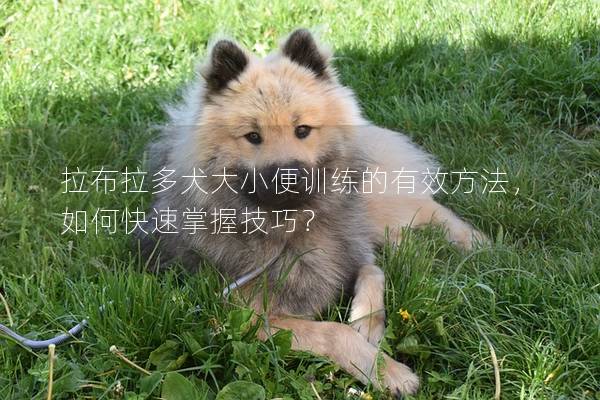 拉布拉多犬大小便训练的有效方法，如何快速掌握技巧？