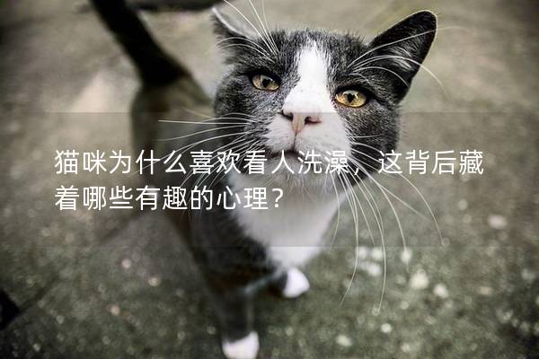 猫咪为什么喜欢看人洗澡，这背后藏着哪些有趣的心理？