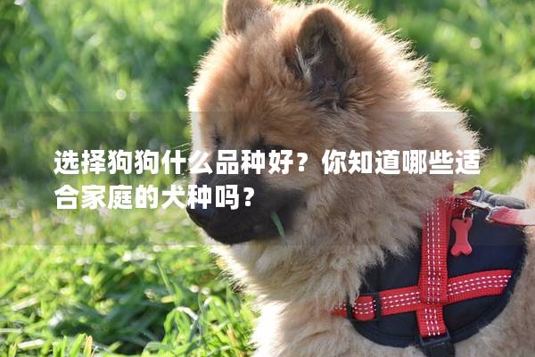 选择狗狗什么品种好？你知道哪些适合家庭的犬种吗？