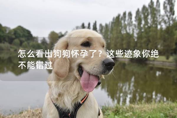 怎么看出狗狗怀孕了？这些迹象你绝不能错过