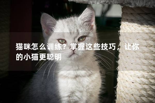 猫咪怎么训练？掌握这些技巧，让你的小猫更聪明