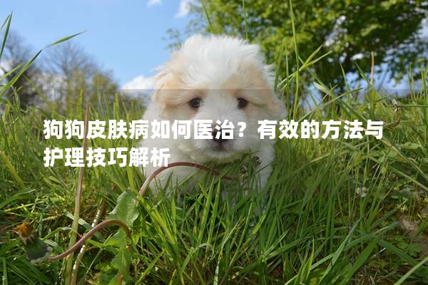 狗狗皮肤病如何医治？有效的方法与护理技巧解析