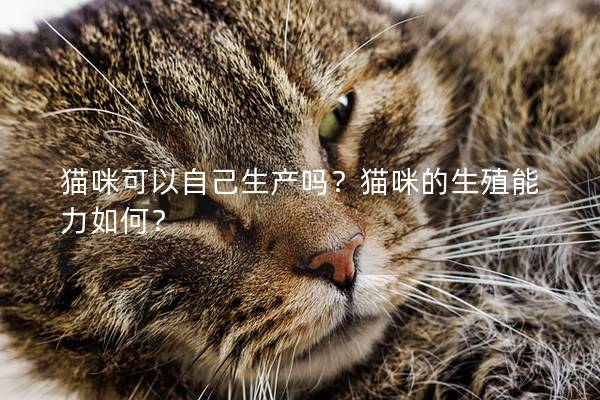 猫咪可以自己生产吗？猫咪的生殖能力如何？