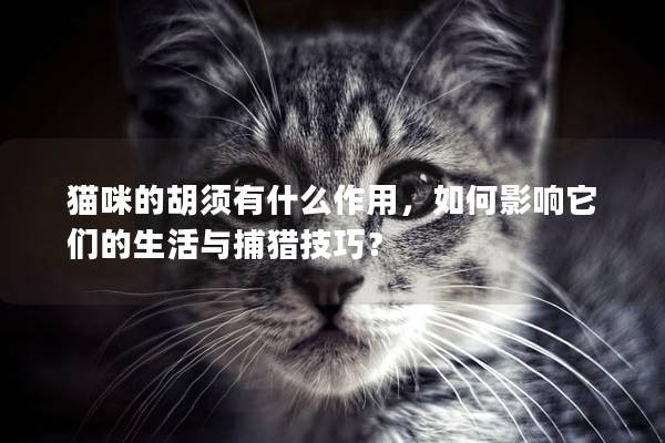 猫咪的胡须有什么作用，如何影响它们的生活与捕猎技巧？