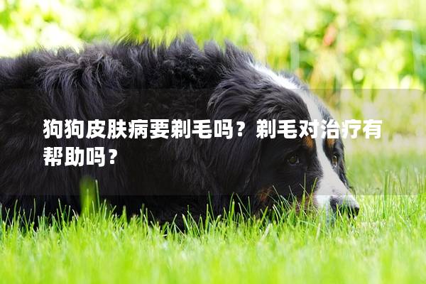 狗狗皮肤病要剃毛吗？剃毛对治疗有帮助吗？