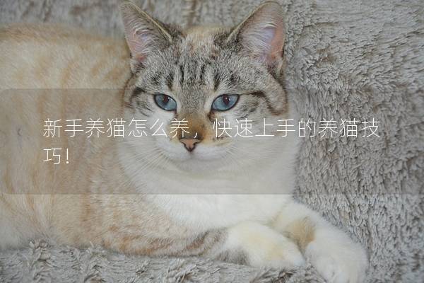 新手养猫怎么养，快速上手的养猫技巧!