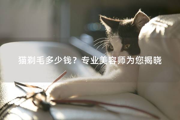 猫剃毛多少钱？专业美容师为您揭晓