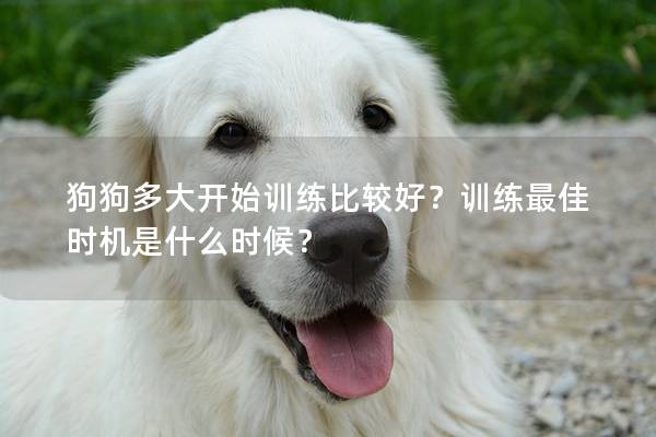 狗狗多大开始训练比较好？训练最佳时机是什么时候？